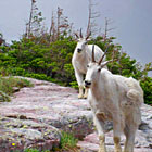 Glacier Guides Hikes - See Park Wildlife
