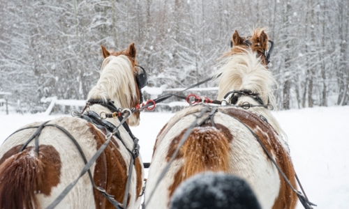 Glacier Park Sleigh Rides