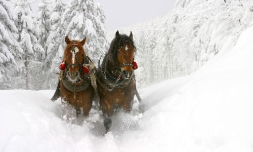 Glacier National Park Sleigh Rides