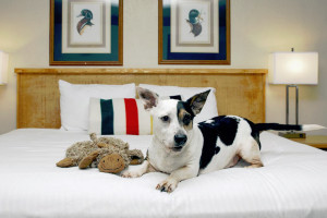 Timbers Motel - lots to do with your dog