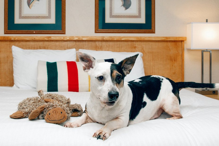 Timbers Motel — , 
