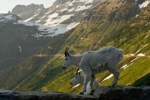 Rising Sun Motor Inn & Cabins