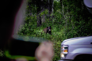 Glacier | Tourbase: Private East Glacier Park Tour