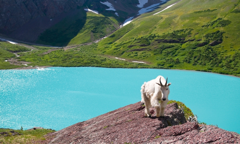 Glacier National Park Mountain Goat