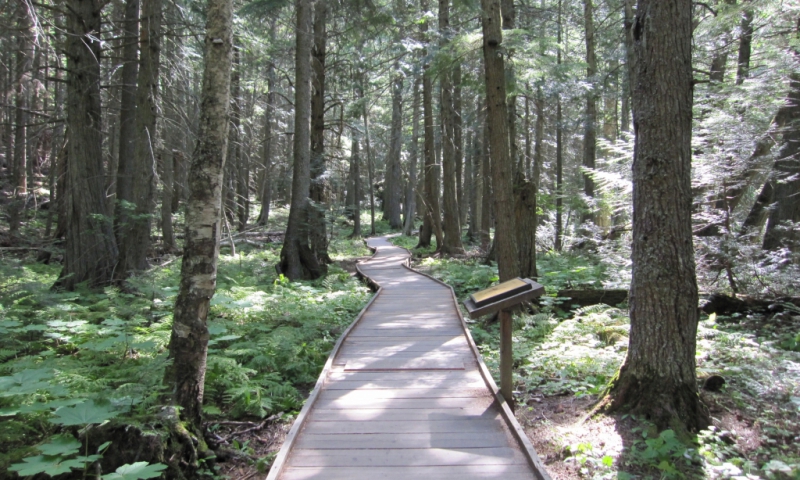 Glacier Trail of the Cedars 