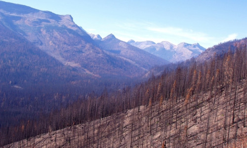 2003 Fires