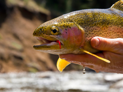 Fishing Lodges