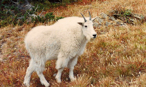 Park Wildlife