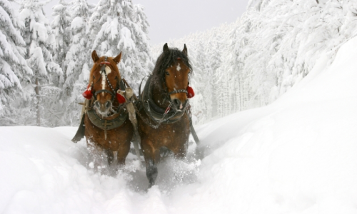 Winter in Waterton