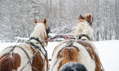 Sleigh Rides